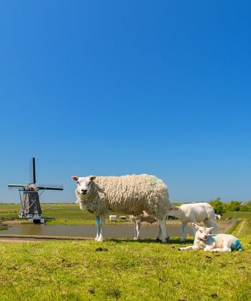 Texeldroom nederlands product