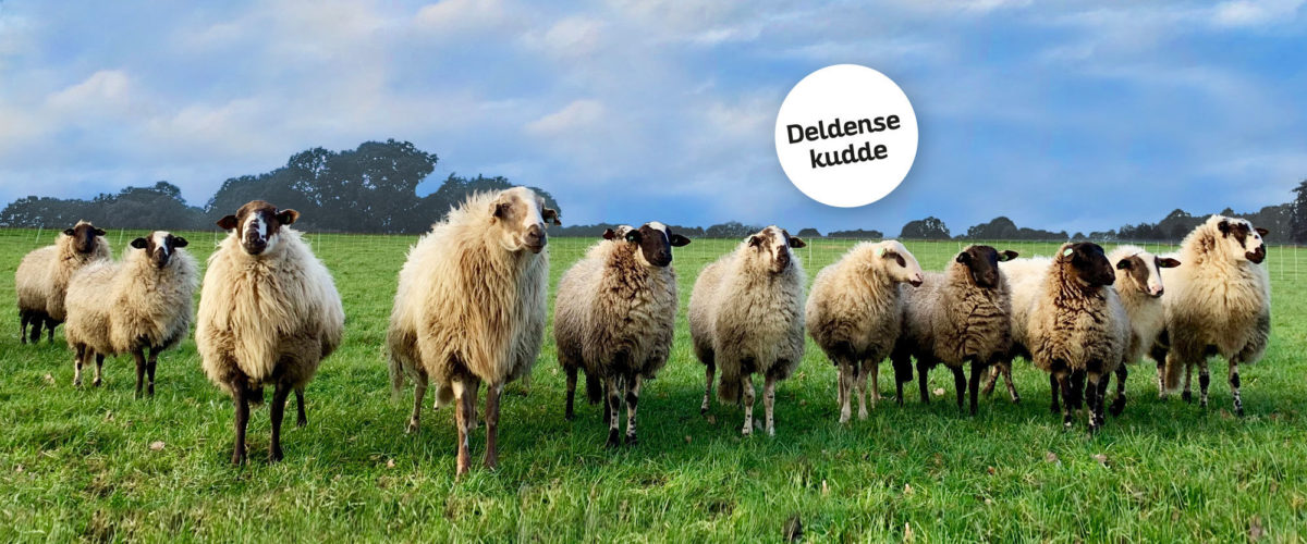 Deldense schaap aangepast met bos